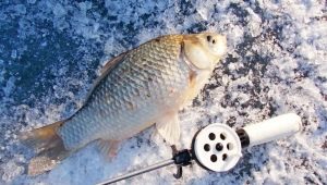 Ловля карася зимой на мормышку