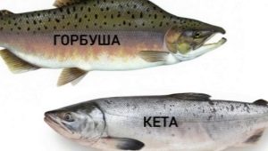 Чем кета отличается от горбуши?