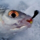 Ловля леща на мормышку зимой